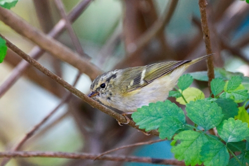 Lemon-rumped Warbler (Phylloscopus chloronotus), photo 7