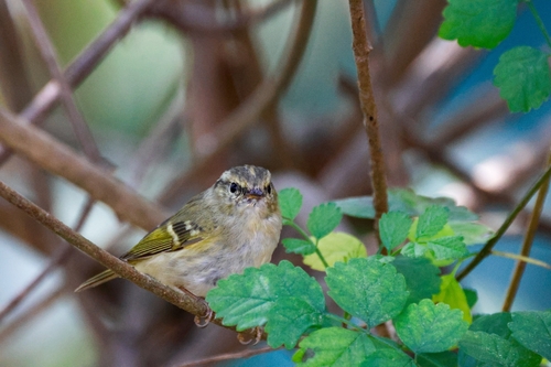 Lemon-rumped Warbler (Phylloscopus chloronotus), photo 8