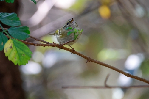Lemon-rumped Warbler (Phylloscopus chloronotus), photo 9