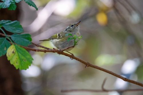 Lemon-rumped Warbler (Phylloscopus chloronotus), photo 10