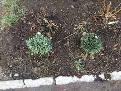 Dianthus caryophyllus