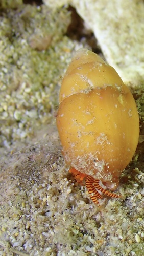 Ciliopagurus strigatus, 2026-03-05