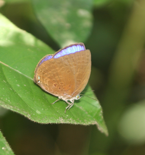 Arhopala moolaiana
