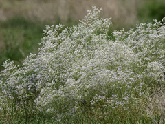 Limonium caspium