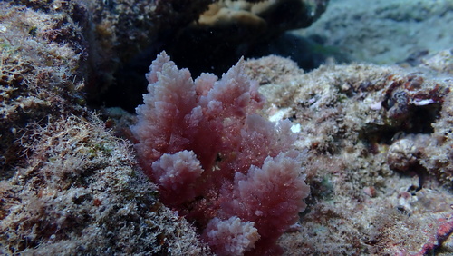 Asparagopsis taxiformis observed 2026-03-05