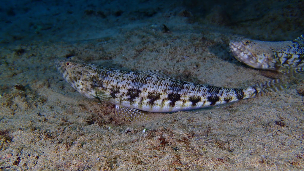 Red Lizard Fish