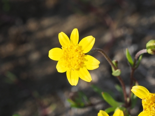 Ferris' goldfields (Lasthenia ferrisiae)