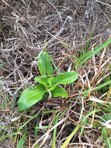 Green Woodorchid (Bonatea speciosa)