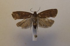 Cryptaspasma querula