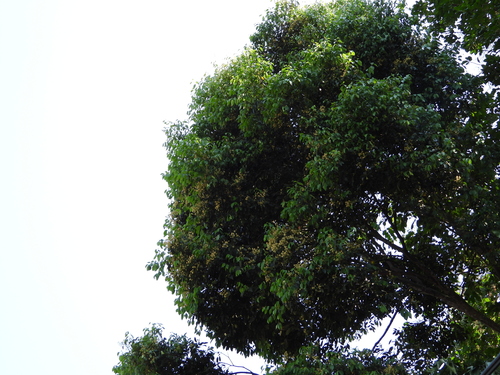 Syzygium grande observed 2026-01-13