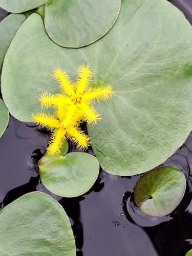 Yellow Pondlily (Nymphoides thunbergiana)
