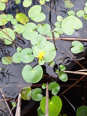 Nymphoides thunbergiana, photograph (c) Adele SL, some rights reserved (CC BY)