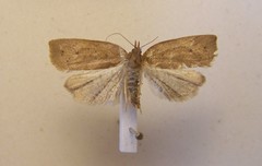 Planotortrix excessana