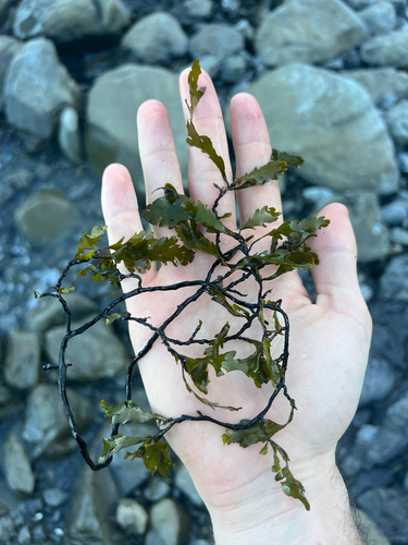 Landsburgia quercifolia, 2026-03-06