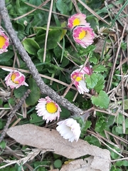 Bellis perennis