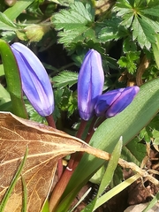 Scilla bifolia