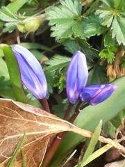 Scilla bifolia