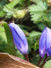 Scilla bifolia