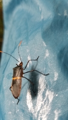 Leptoscelis saepifera