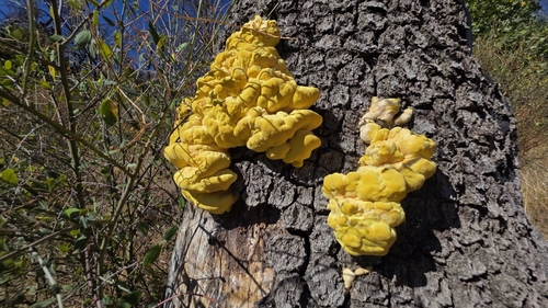 Conifer Chicken Of The Woods
