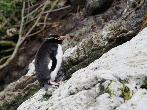 iNaturalist image