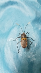 Leptoscelis saepifera