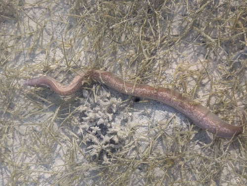 Gymnothorax griseus