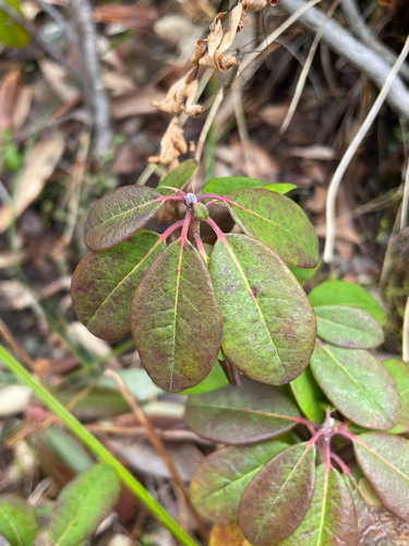 Western Labrador Tea (Rhododendron columbianum)