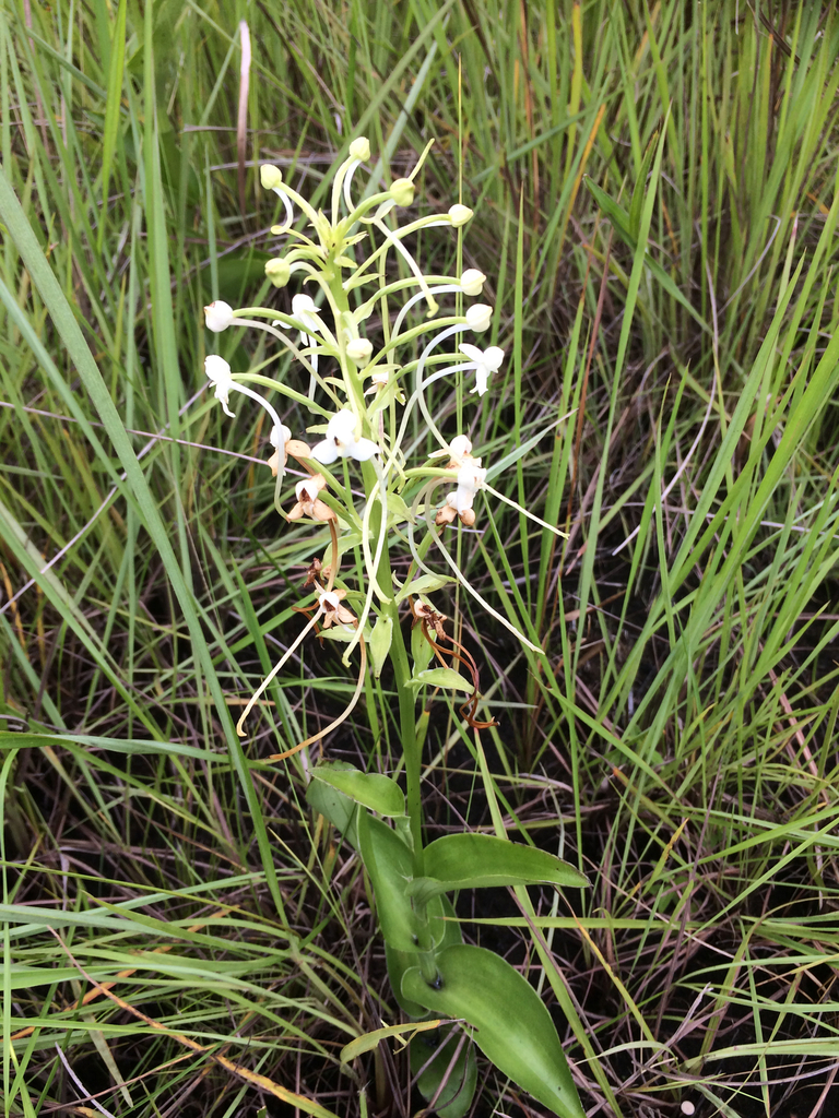 Habenaria zambesina
