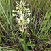Habenaria zambesina - Photo (c) florabonariensis, algunos derechos reservados (CC BY-NC), subido por florabonariensis