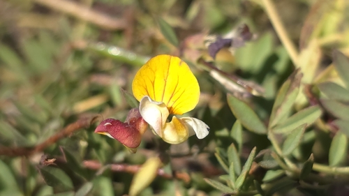 streambank bird's-foot trefoil (Hosackia oblongifolia)