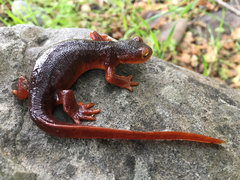 Taricha sierrae