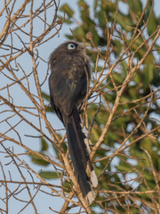 Phaenicophaeus viridirostris