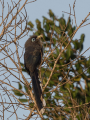 Phaenicophaeus viridirostris