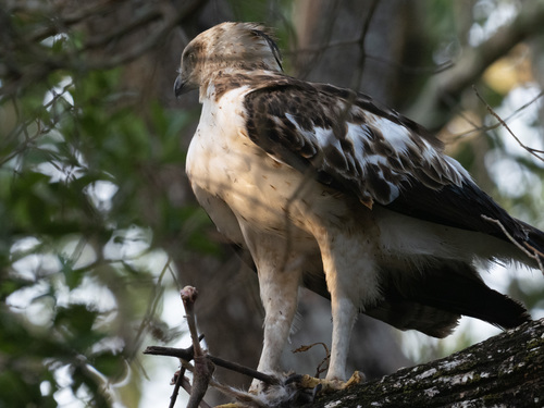 Changeable Hawk-Eagle (Nisaetus cirrhatus), photo 7