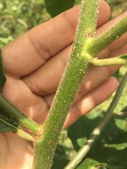 Gymnanthemum amygdalinum