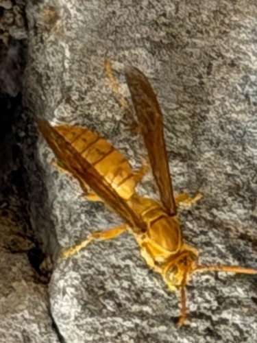 Arabian paper wasp