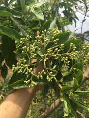 Gymnanthemum amygdalinum