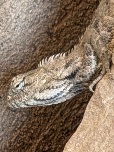 Indian Garden Lizard
