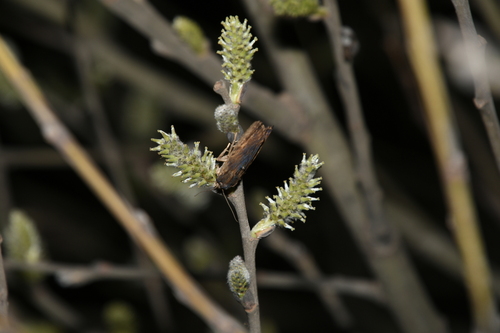 Lithophane semibrunnea