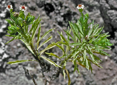 Tetramolopium lepidotum ssp. lepidotum
