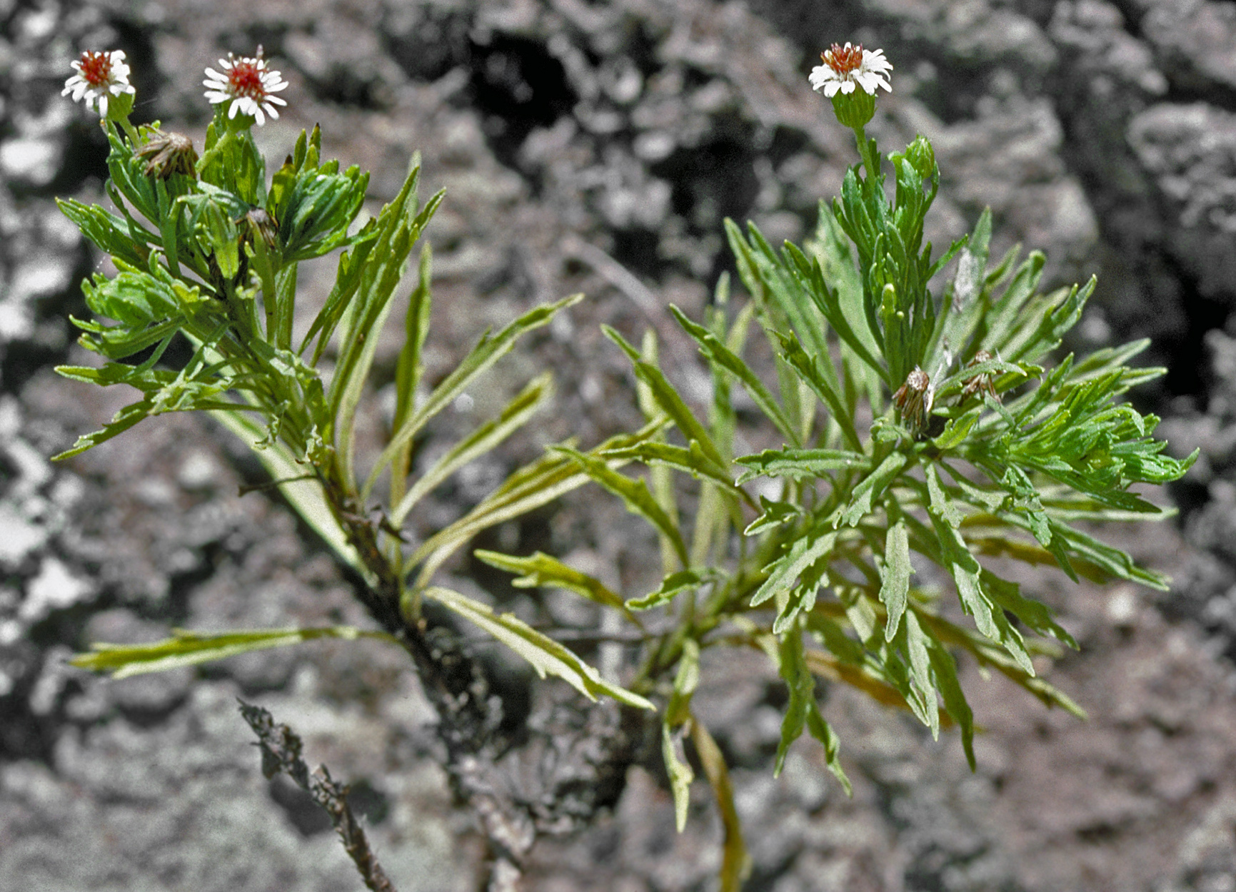 Tetramolopium lepidotum ssp. lepidotum