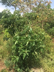 Gymnanthemum amygdalinum