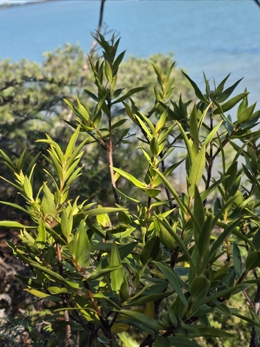 tāranga (Pimelea longifolia)