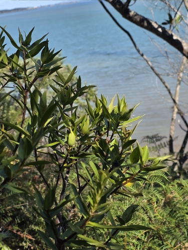 Pimelea longifolia, photograph 4