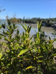 Pimelea longifolia, photograph author not stated, no rights reserved
