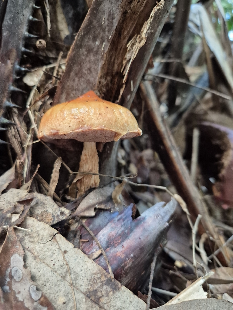 Austroboletus lacunosus