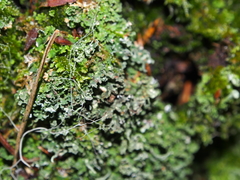 Bachmanniomyces punctum