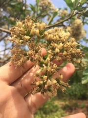 Gymnanthemum amygdalinum