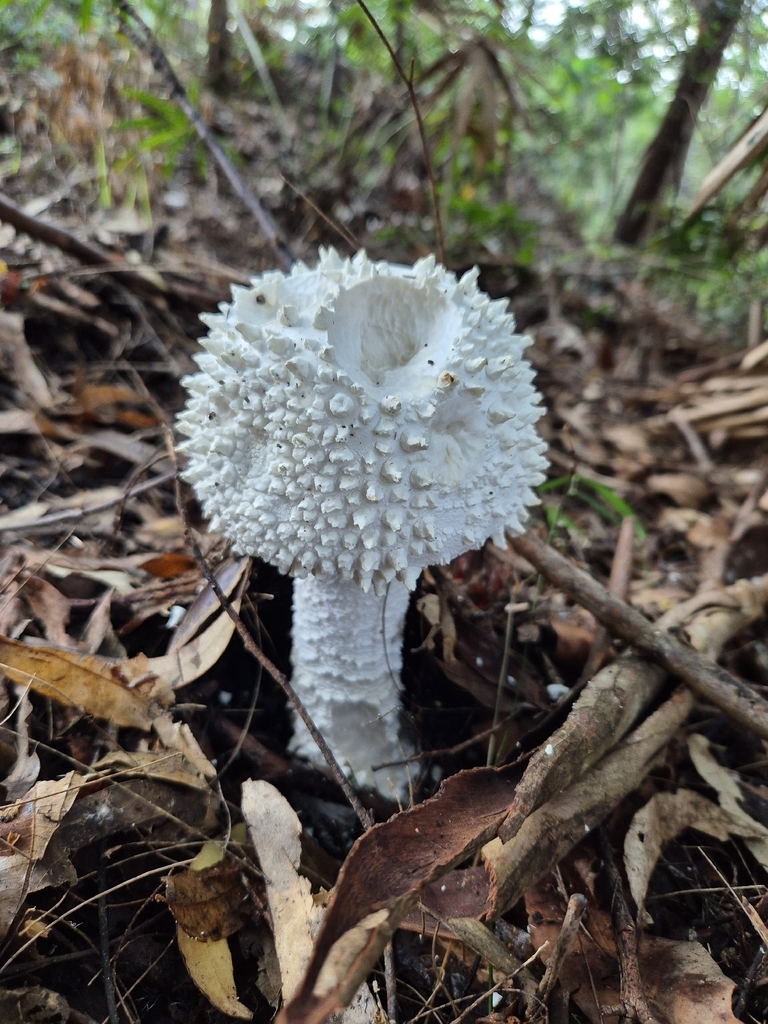 Amanita pyramidifera